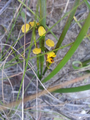Diuris palustris