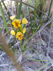 Diuris palustris