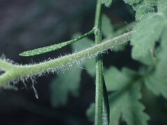 Phacelia ramosissima