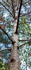 Cupressus lusitanica