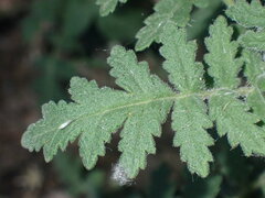 Phacelia ramosissima