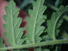 Phacelia ramosissima
