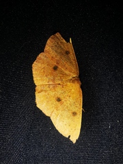 Cyclophora puppillaria
