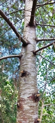 Cupressus lusitanica