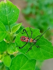 Phthiacnemia picta