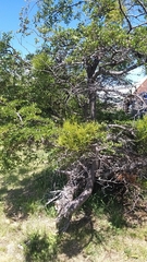 Misodendrum punctulatum