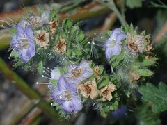 Phacelia ramosissima