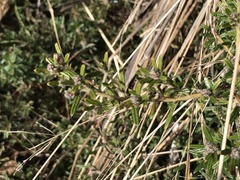 Pultenaea polifolia