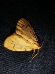 Paidia rica