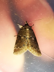Nycteola