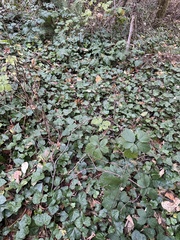 Hedera helix