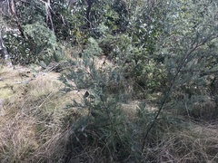 Acacia dealbata subalpina