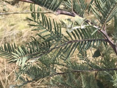 Acacia dealbata subalpina