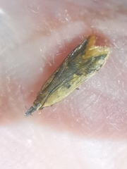 Dichomeris acuminatus