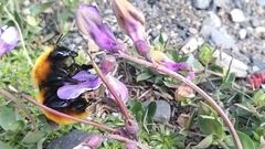 Bombus dahlbomii