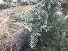 Acacia dealbata subalpina
