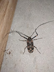 Acrocinus longimanus