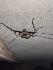 Acrocinus longimanus