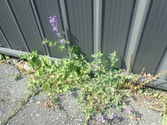 Nepeta racemosa