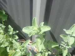 Nepeta racemosa