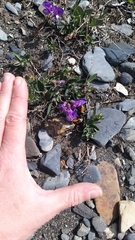 Bombus dahlbomii