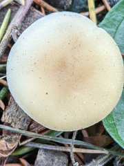 Clitocybe fragrans
