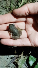 Pelobates fuscus