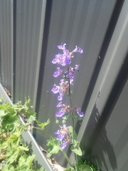 Nepeta racemosa