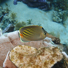 Chaetodon pelewensis