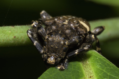 Aegomorphus quadrigibbus