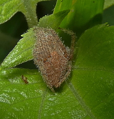 Eriophora