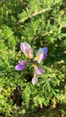 Lupinus variicolor