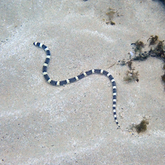Leiuranus semicinctus