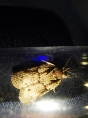 Nycteola