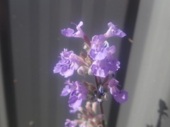 Nepeta racemosa