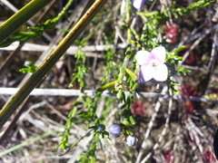 Cyanothamnus coerulescens