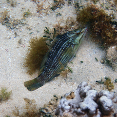 Notolabrus inscriptus