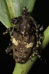 Aegomorphus quadrigibbus