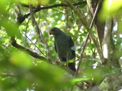Cryptoleucopteryx plumbea