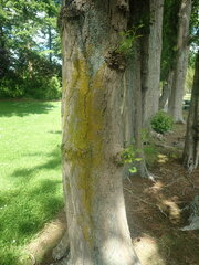 Candelariella reflexa