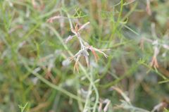Lyrocarpa coulteri