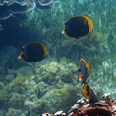 Chaetodon flavirostris
