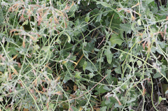 Lyrocarpa coulteri