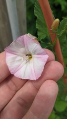 Convolvulus arvensis