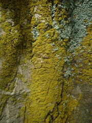 Candelariella reflexa