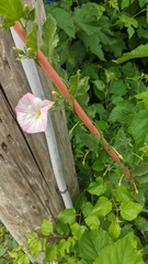 Convolvulus arvensis