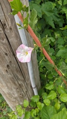 Convolvulus arvensis
