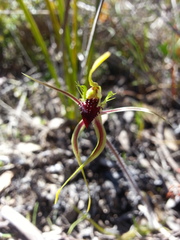 Caladenia verrucosa