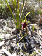Caladenia verrucosa