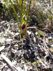 Caladenia verrucosa